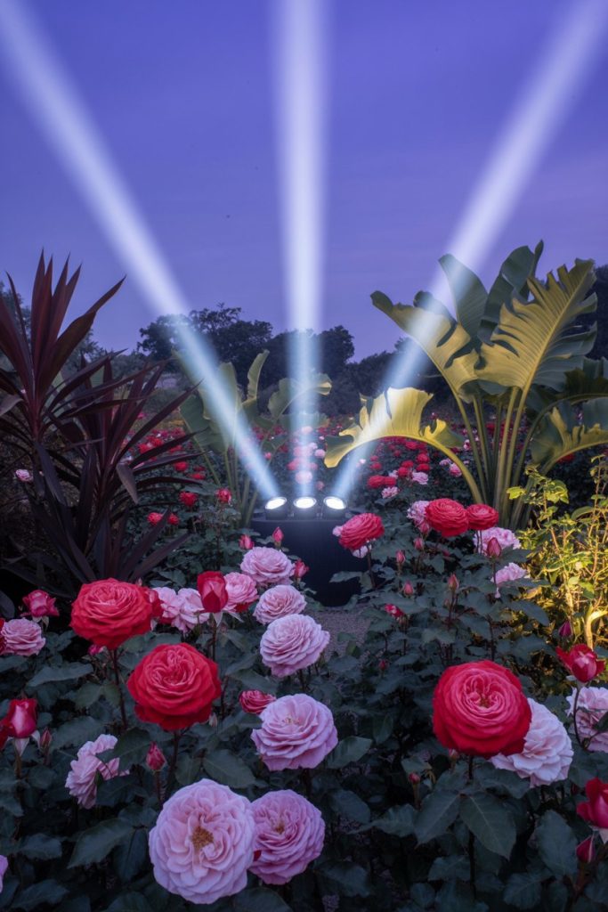 Spotlights shine upward into the purple evening sky from a garden filled with blooming pink and red roses, surrounded by lush green tropical plants.
